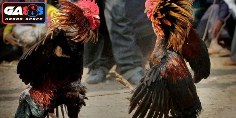 Bí kíp chọn chiến kê cực hay từ cao thủ 