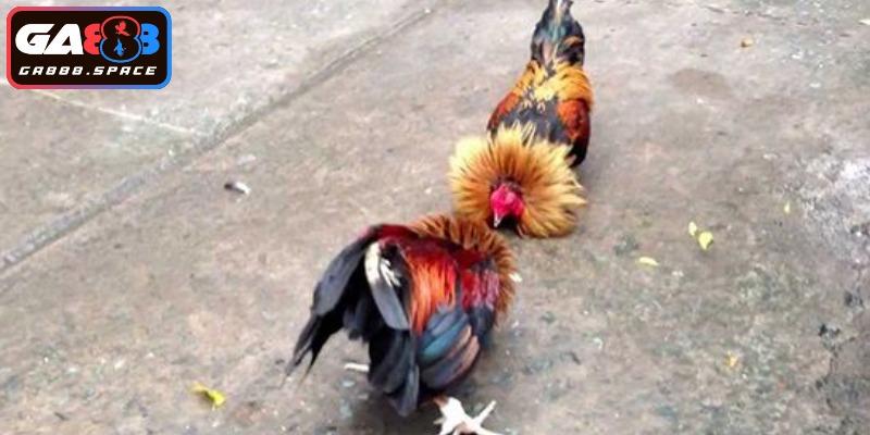 Các bước xem lịch đá gà theo ngày dễ dàng 