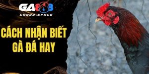 cách nhận biết gà đá hay