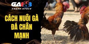 Cách Nuôi Đá Gà Chân Mạnh Đúng Kỹ Thuật Đơn Giản 2025