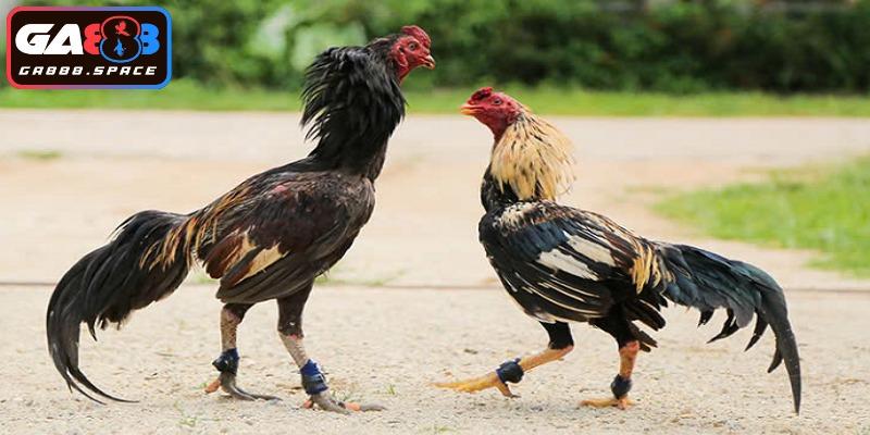 Cách nuôi gà đá chân mạnh với các phương pháp nổi bật 