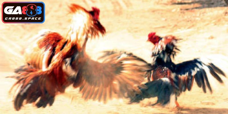 Đá gà chọi trở thành trò chơi truyền thống của người Á Đông