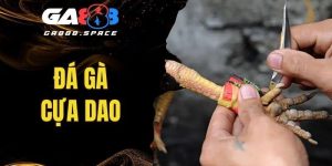 đá gà cựa dao