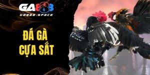 Đá Gà Cựa Sắt - Nơi Thỏa Mãn Mọi Cảm Giác Trong Bạn