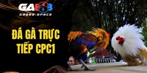 Đá Gà Trực Tiếp CPC1 Ngay GA888 - Không Vào Kèo Là Phí