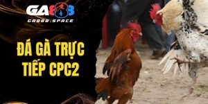 Đá Gà Trực Tiếp CPC2 - Điểm Đến Lý Tưởng Của Các Sư Kê