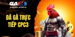Đá Gà Trực Tiếp CPC3 - Nơi Hội Tụ Loạt Trận Đấu Đỉnh Cao