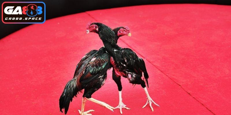 Đội thi đấu được cân nhắc sắp xếp theo quy định sẵn có 