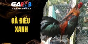 Gà Điều Xanh - Chiến Kê Tối Thượng Tại Đấu Trường GA888