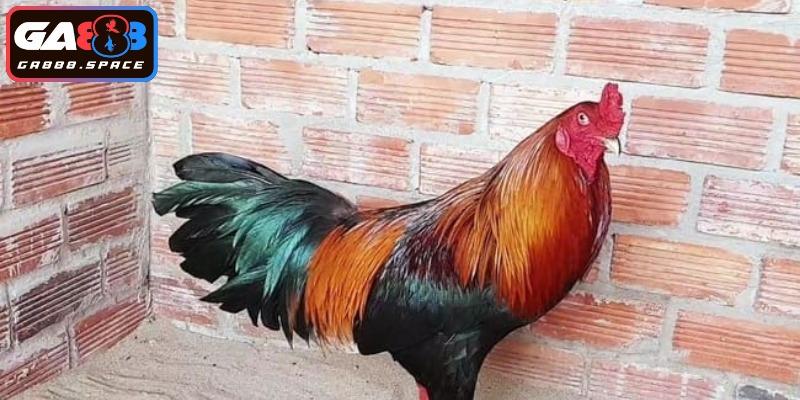 Giới thiệu về gà điều xanh hot nhất tại đấu trường GA888 