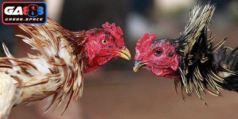 Khái quát hình thức đá gà cựa dao 