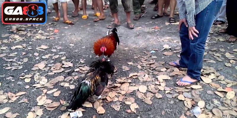 Khám phá thông tin chung về sân chơi hấp dẫn này