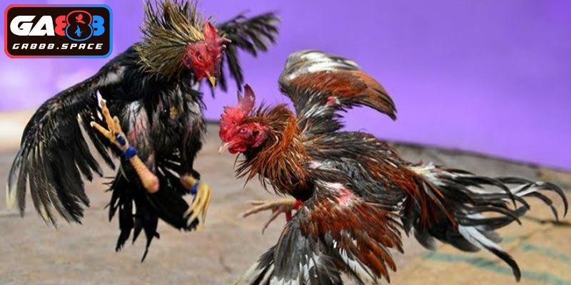 Không nên tin cậy 100% vào việc coi ngày đá gà 