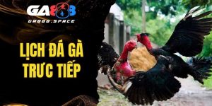Lịch Đá Gà Trực Tiếp - Cập Nhật Chính Xác Nhất Hôm Nay