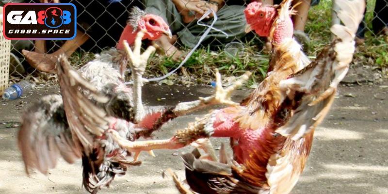 Lịch đá gà trực tiếp với ưu đãi hàng ngày