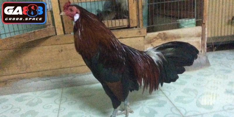 Lựa chọn hàng đầu của người chơi sảnh sỏi 