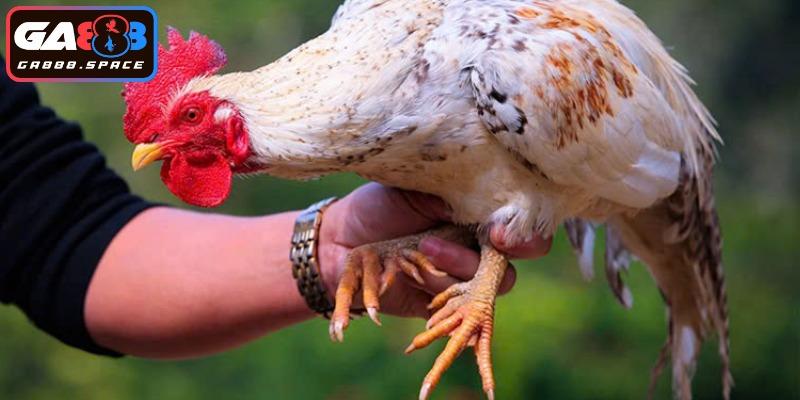 Lưu ý đặc biệt trong cách nuôi gà đá chân mạnh 
