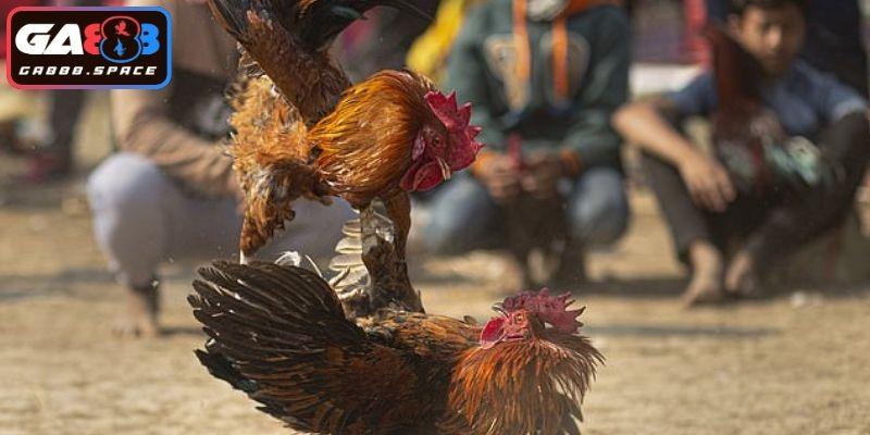 Lưu ý khi chọn chiến kê cho các trận đấu 