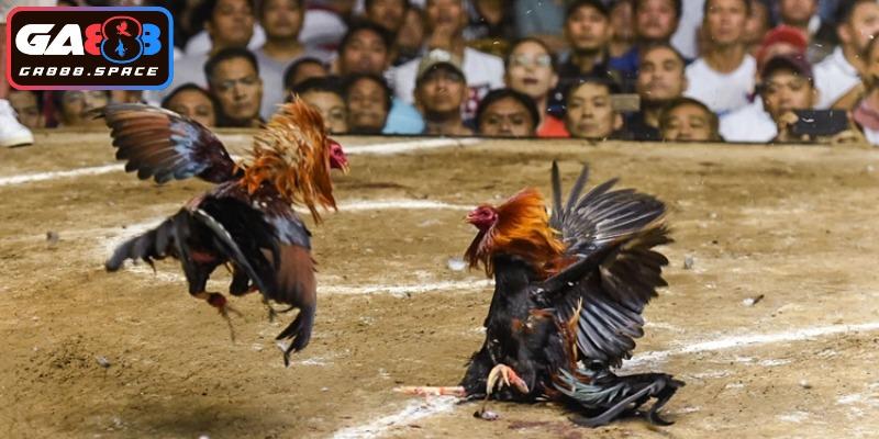 Lưu ý khi truy cập theo dõi thời gian đá gà 