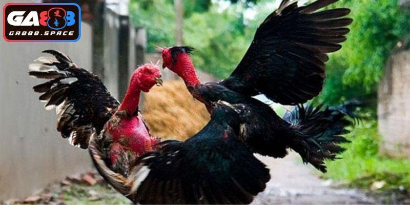 Lý do cần nắm rõ yếu tố biết gà đá hay 