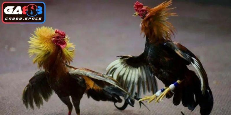 Lý do đá gà cựa dao ở GA888 được yêu thích 