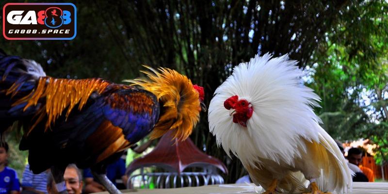 Lý do vì sao chọi kê trực tiếp CPC1 đáng quan tâm