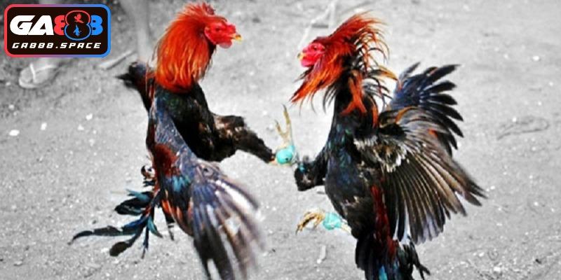 Một huấn luyện viên bất tài khó có khả năng giành chiến thắng 