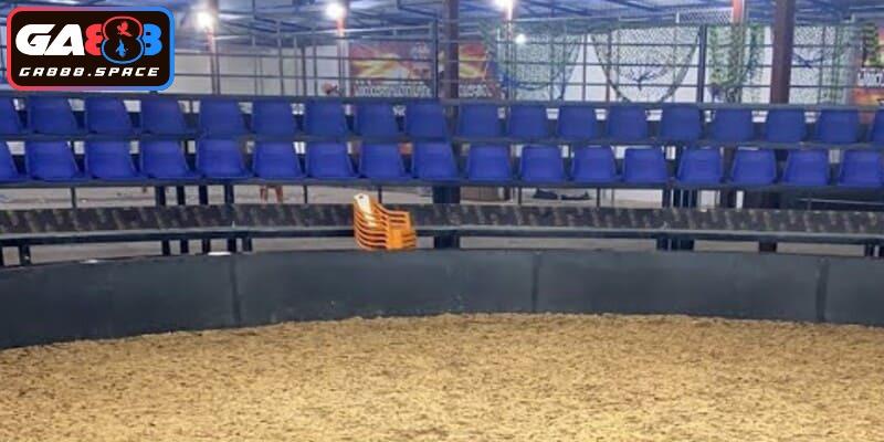 Người chơi có thể xem trực tiếp đá gà savan từ bất cứ đâu 
