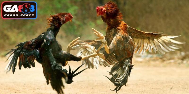 Những hình thức đá gà được đông đảo player ưa chuộng 