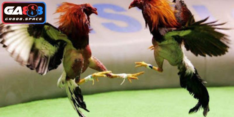 Sơ qua về đá gà cựa sắt dành cho người mới 