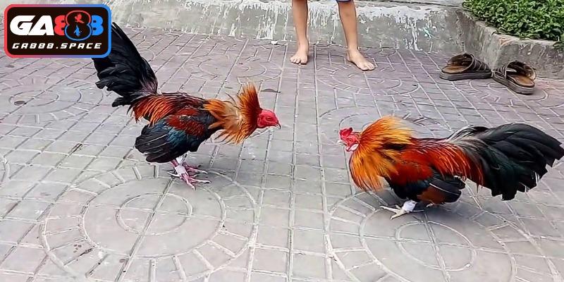 Thông tin quan trọng về kê thủ cần biết