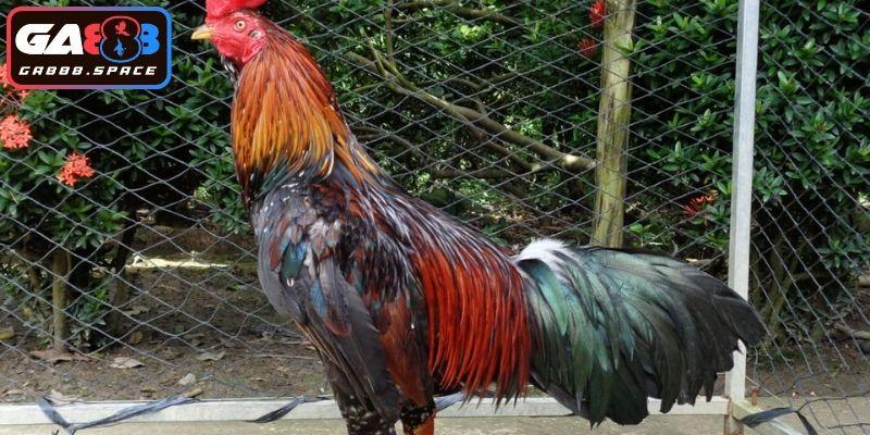 Tiêu chí nhận biết gà đá hay cực chuẩn 
