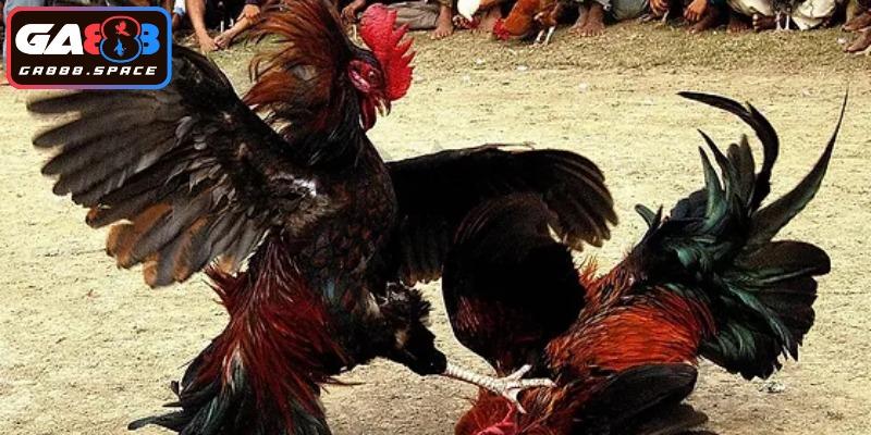Trải nghiệm đá gà cùng tỷ lệ cược hấp dẫn