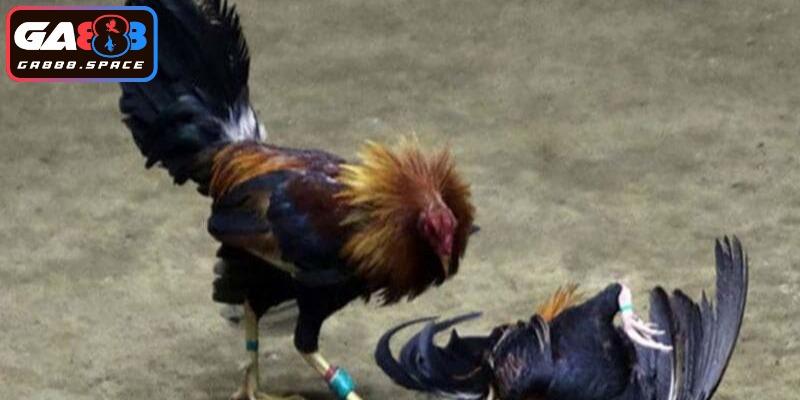Trang bị cựa sắt khiến đối phương gục ngã ngay khi trúng đòn 