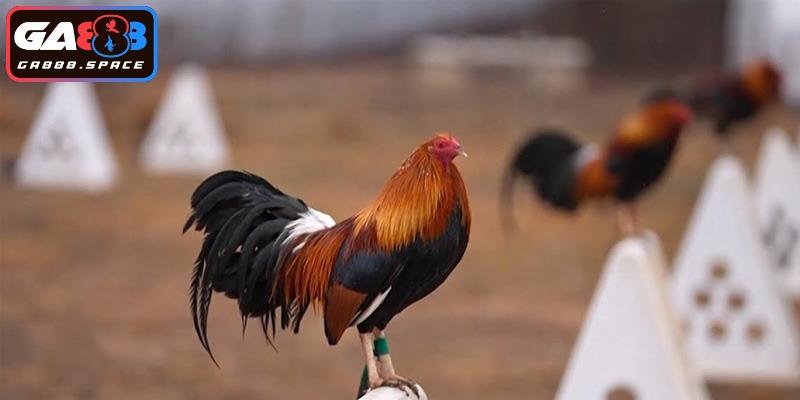 Tuyển chọn giống kê chiến vượt trội 