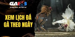 Xem Lịch Đá Gà Theo Ngày Nhanh Chóng, Chuẩn Xác Tại GA888