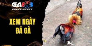 Xem Ngày Đá Gà - Chọn Ngày Chuẩn Xác Bách Phát Bách Trúng